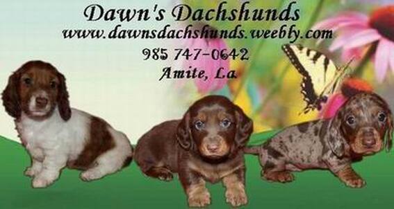 standard dachshund puppy